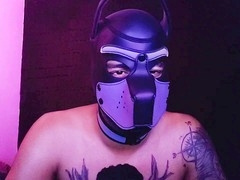 alpha pup encounter