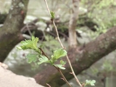 Hung country - Emir Boscatto, Dani Robles