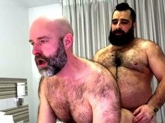In english, cubs, bear blow
