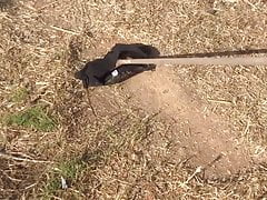 sweeping soil with black pencil skirt