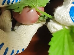 penis and urethra with nettles