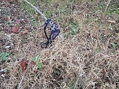 cum on thong found in park