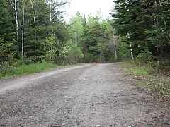 forest walk