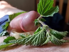 Cock Dick and balls massaged, kneaded and burned with stinging nettle leaves